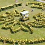 На ВДНГ відкрили рекордний лабіринт із понад 10 000 соняшників: його можна відві…