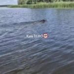 У Чорнобильському заповіднику помітили дикого кабана , який охолоджувався у вод…