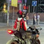 Дніпро аж настільки суворе місто, що навіть маленька чіхуашка тут може покатати…