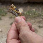 На Дніпропетровщині фіксують осередки підвищеної чисельності сарани. Подекуди н…