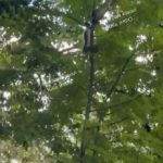 Величезна ЗМІЯ  була помічена у дворах на Антоновича на дереві. Це не просто змі…
