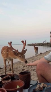 Диких оленів помітили на Київському морі Тварини зовсім не злякалися людей і на…