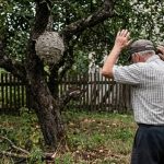 70-річного чоловіка у Самарівському районі госпіталізували після нападу ос. Чол…