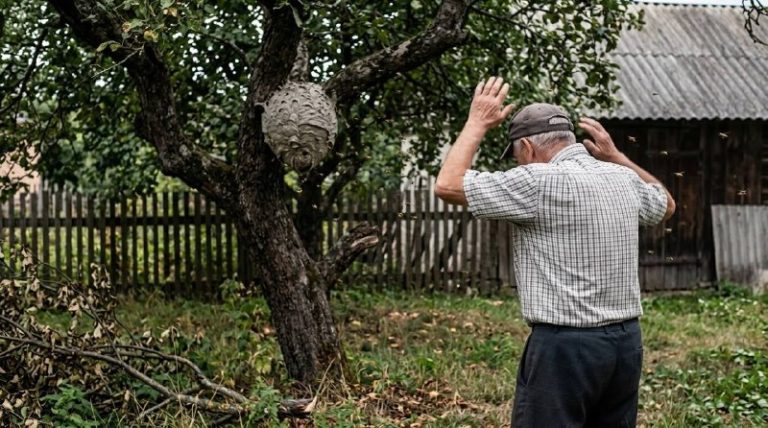 70-річного чоловіка у Самарівському районі госпіталізували після нападу ос. Чол…