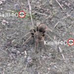 Таке мохнате чудовисько  помітили люди на городі у Великій Димерці.Тут є експер…