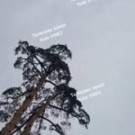 В передмісті Києва літає гербера  ㅤНадсилайте новини в анонімний бот @novosty_ki…