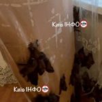 +1 фобія: у Києві жінка забула зачинити вікна, а через тиждень повернулася додо…