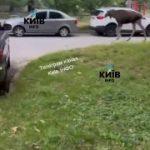 Прямо зараз ЛОСЬ собі гуляє по одному з дворів на Академмістечку. Засняли або …