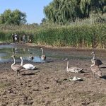 У Петриківці через спеку майже висохла водойма, де оселилася родина лебедів-шип…