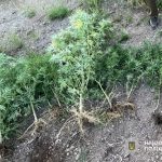 250 кущів конопель вирощував чоловік у Кривому РозіПід час обшуків на територі…